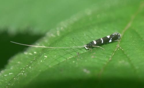 Réf. 344 494 : Leptocerus interruptus